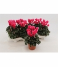 Cyclamen