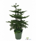 Araucaria