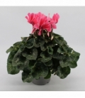 Cyclamen