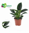 Philodendron