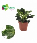 Philodendron