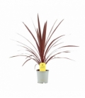 Cordyline