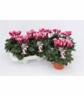 Cyclamen