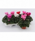 Cyclamen