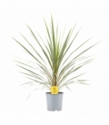 Cordyline