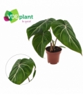 Philodendron