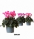 Cyclamen