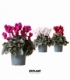 Cyclamen