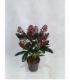 Skimmia