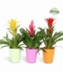 Bromelia