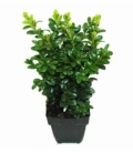 Buxus