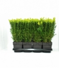 Buxus