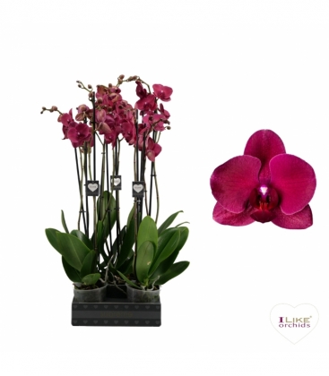 Phalaenopsis