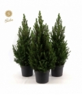 Picea