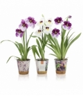 Miltonia