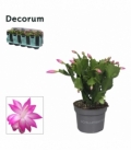 Schlumbergera