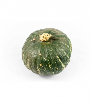 Cucurbita