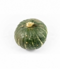 Cucurbita