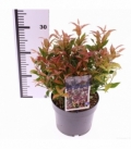 Leucothoe