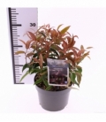 Leucothoe