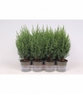 Juniperus