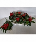 Skimmia