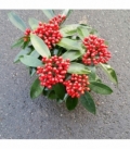 Skimmia