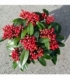 Skimmia