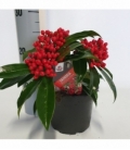 Skimmia