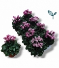 Cyclamen