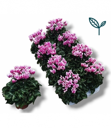 Cyclamen