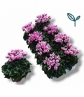 Cyclamen