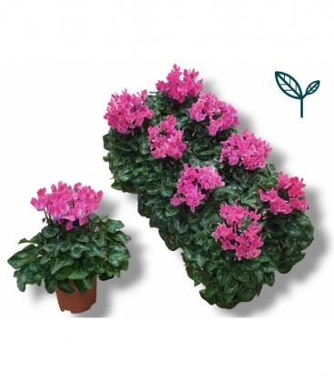 Cyclamen