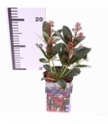 Skimmia