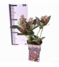 Skimmia