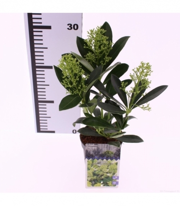 Skimmia