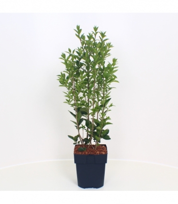 Ligustrum