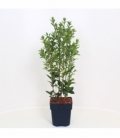 Ligustrum