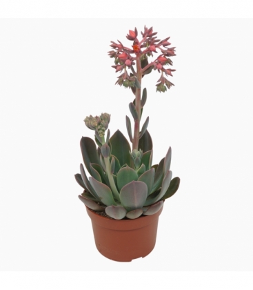 Echeveria