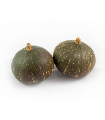 Cucurbita