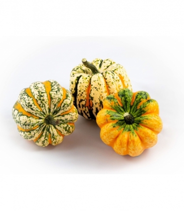 Cucurbita