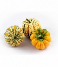 Cucurbita