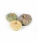 Cucurbita