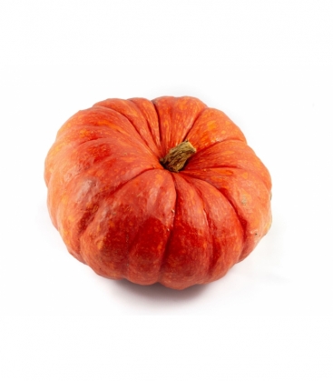 Cucurbita