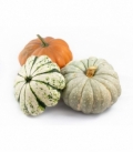 Cucurbita