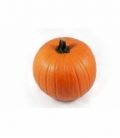 Cucurbita