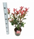 Photinia