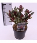 Skimmia