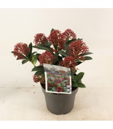 Skimmia