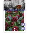 Skimmia